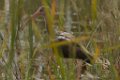 White Ibis juv 2014-01-25
